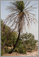 Village Weaver Colony