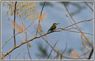 Little Bee-eater