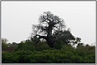 Mighty Baobab