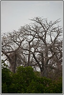 Giant Baobabs