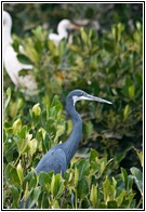 Reposoir des Oiseaux