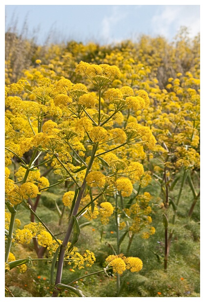 Flores