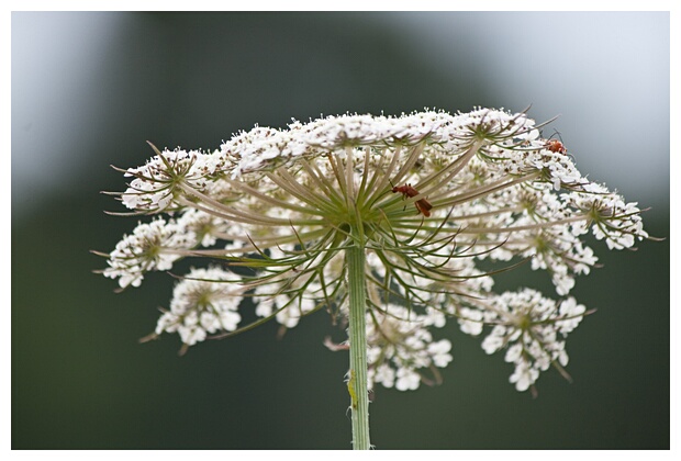 Flor Primaveral