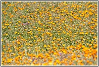 Campo de Flores
