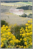 Templo entre Flores