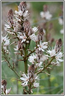 Flores Silvestres