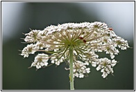Flor Primaveral