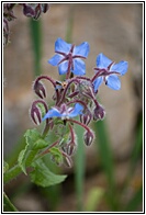 Flores Silvestres