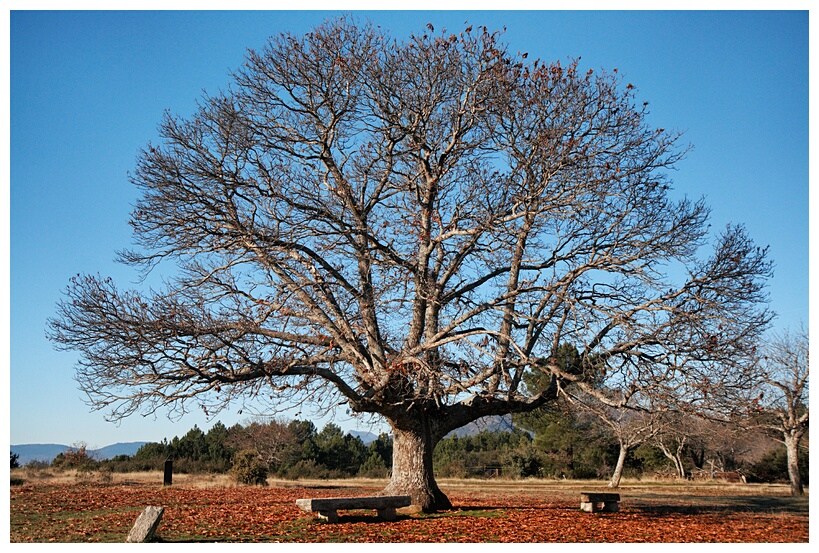 Castao de la Mata