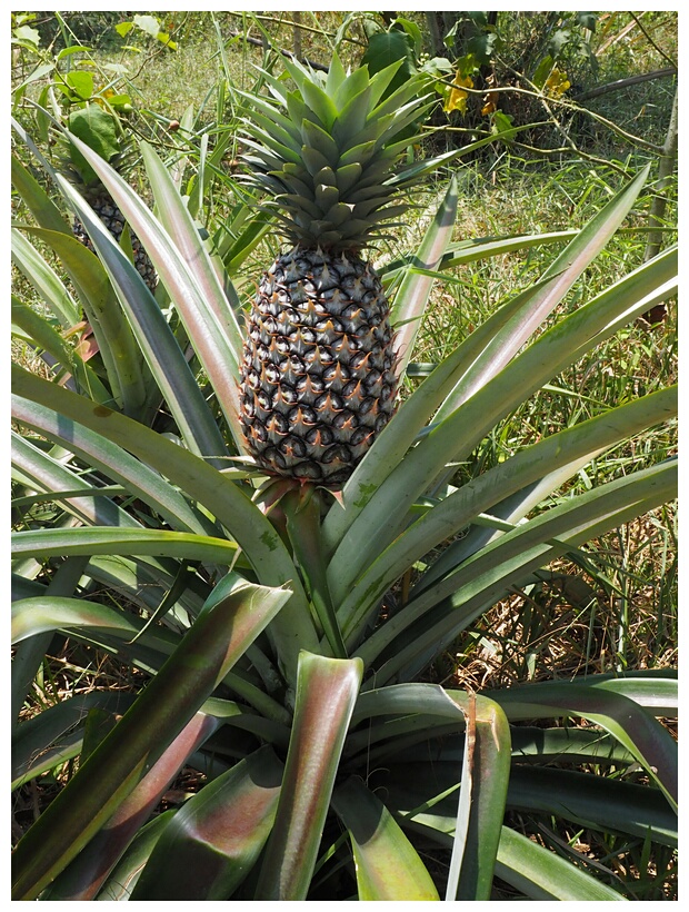 Pineapple