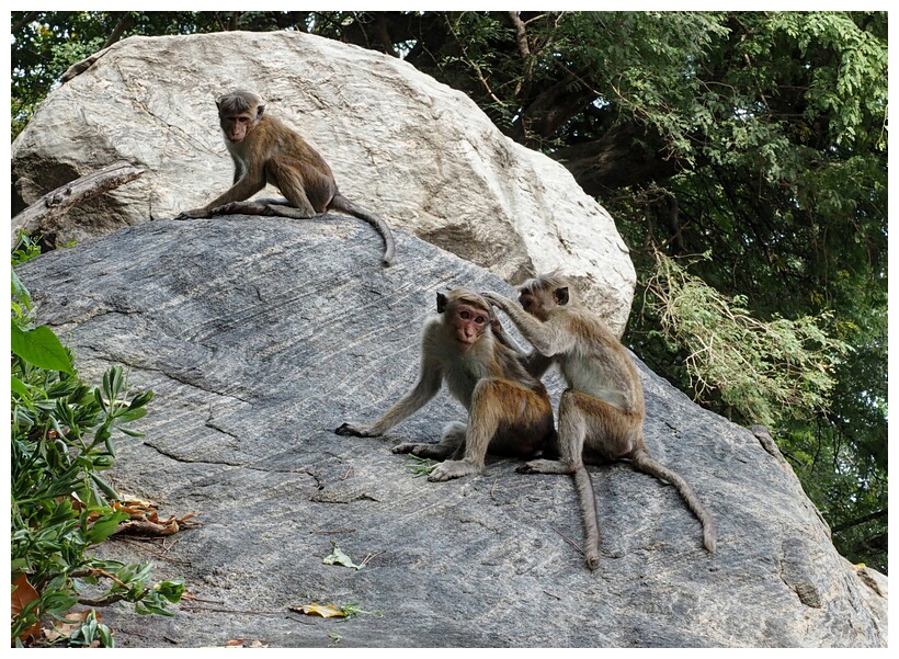 Monkeys