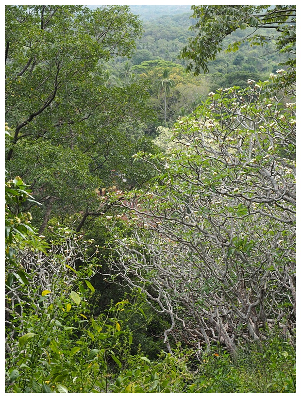 Dambulla Views