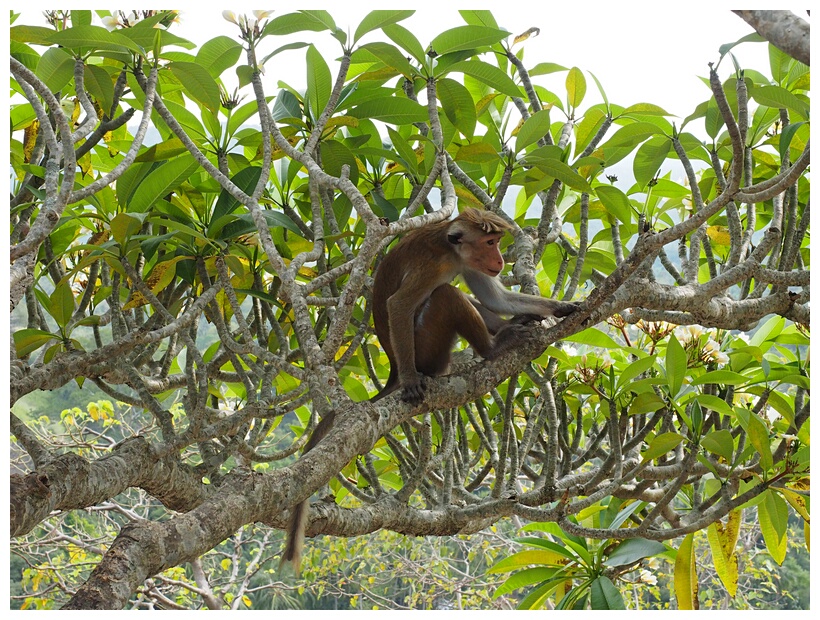 Monkey