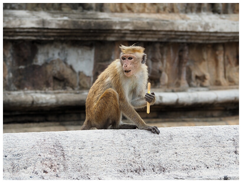 Monkey Kingdom