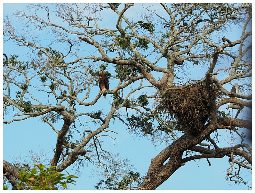 Eagle