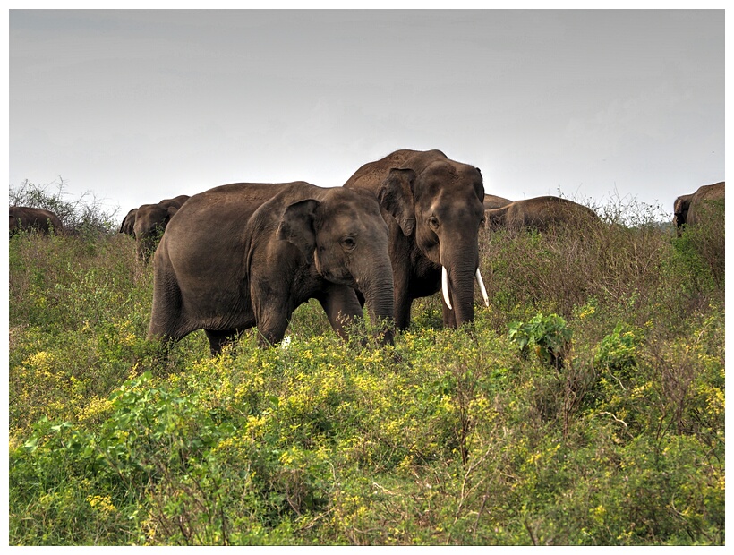 Elephants
