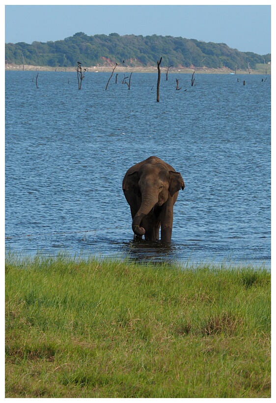 Kaudulla Tank