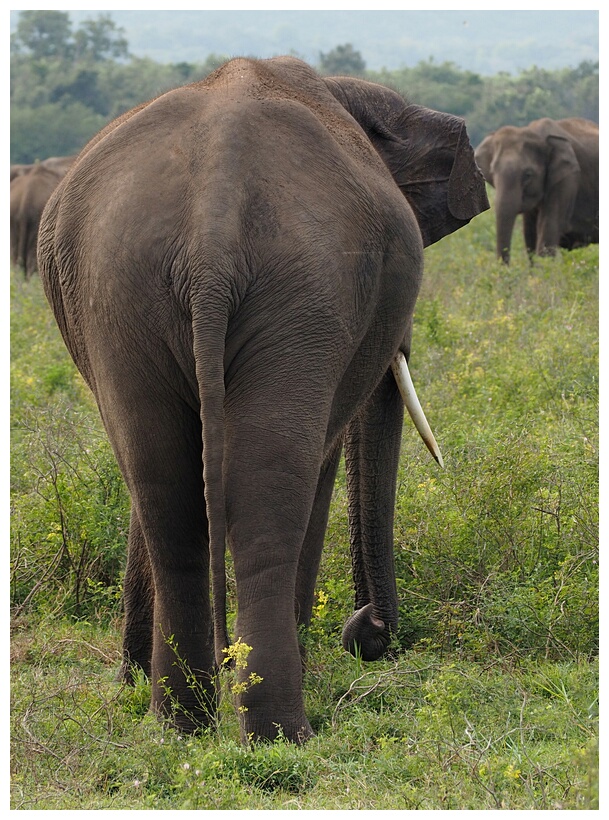 Elephant