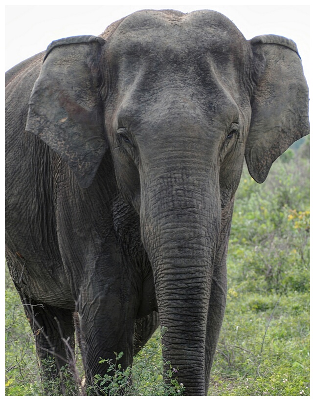 Kaudulla National Park
