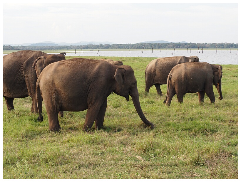 Sri Lankan Elephant