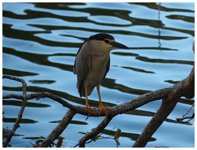 Black-crowned Hero