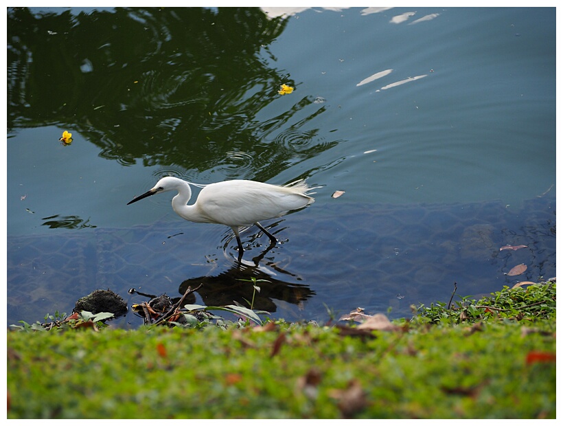 Egret