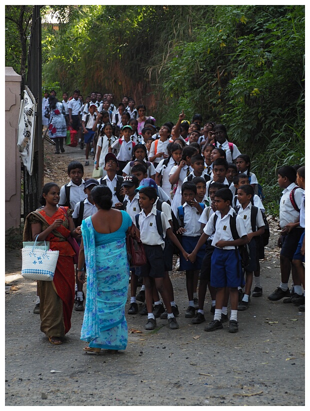 Group of Schollchild