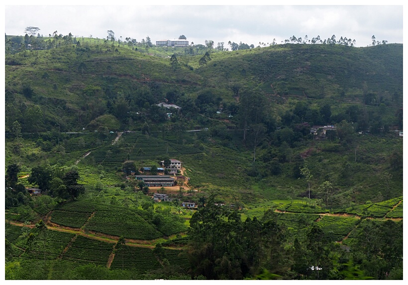 Tea Plantations