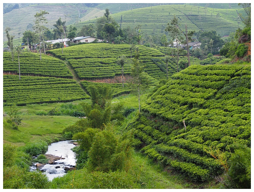 Train to Nuwara Eliya