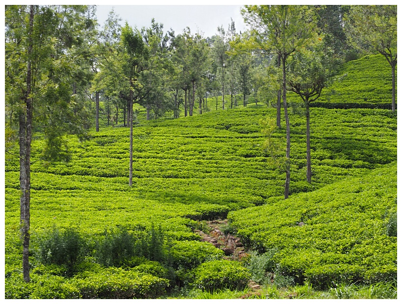 Tea Plantation