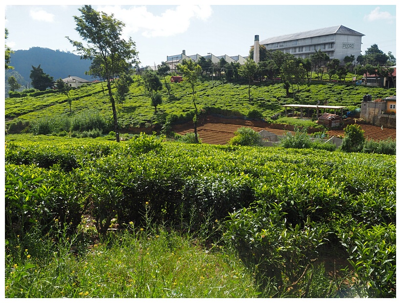 Pedro Tea Estate