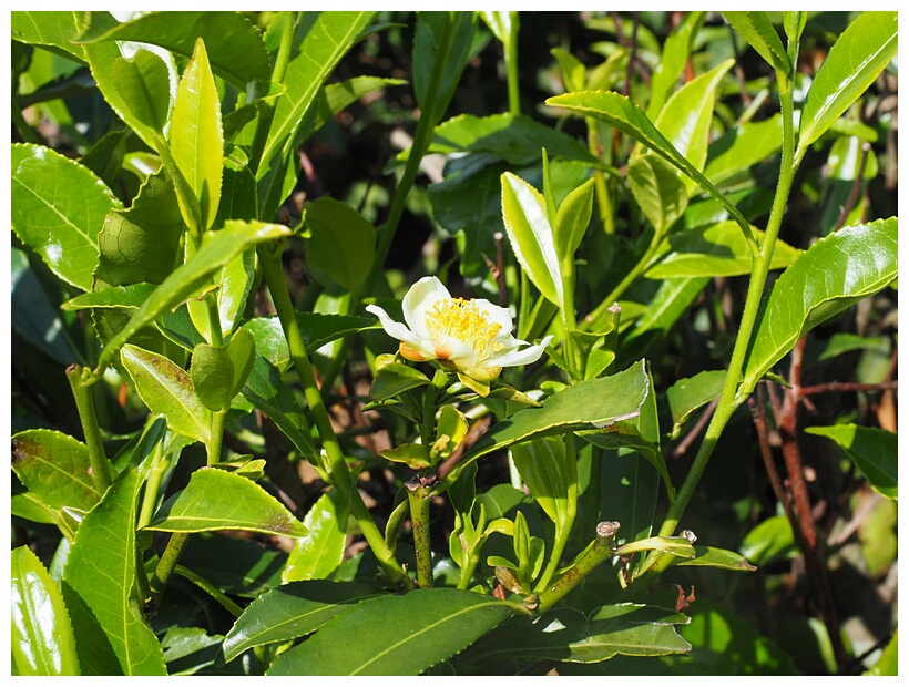 Tea Leaves