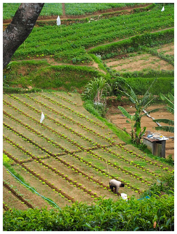 Little Orchard