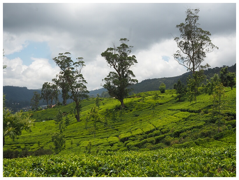 Tea Plantations