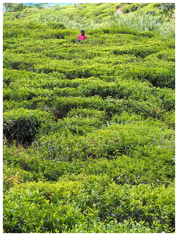 Sea of Green