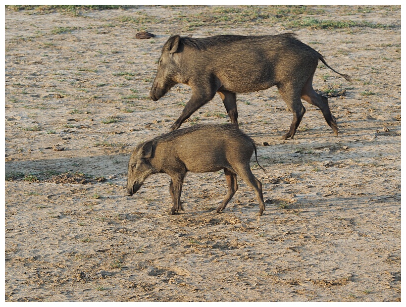Wild Boars