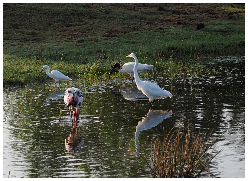 Water Birds