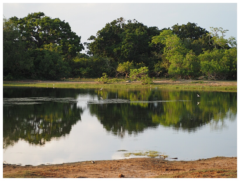 Yala National Park