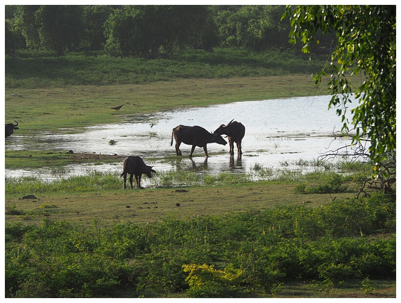 Water Buffalo