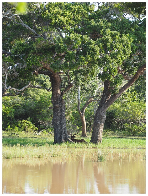 Sambur Deer