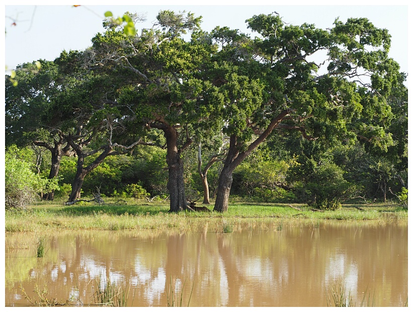 Yala National Park