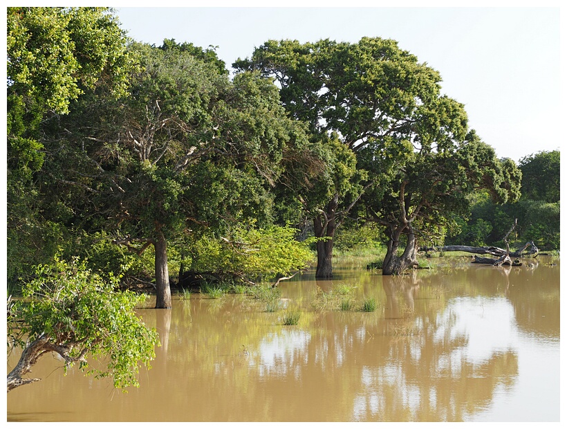Yala National Park
