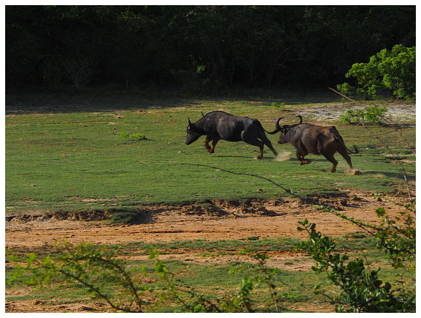 The Chase