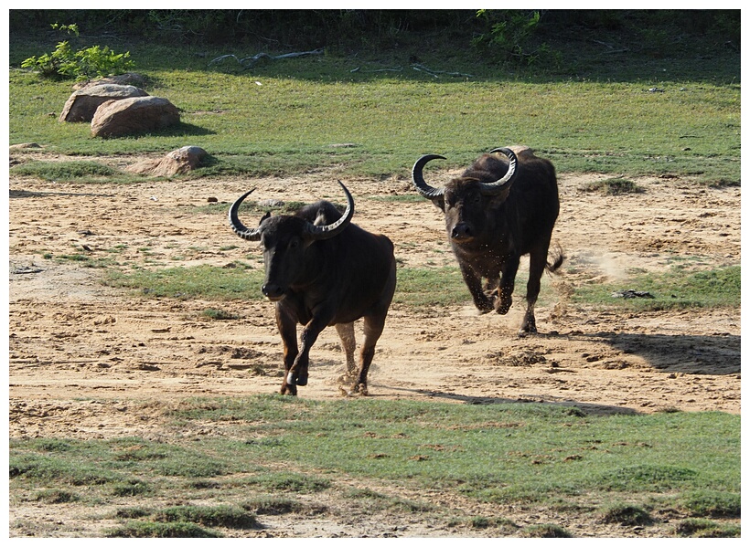 Buffaloes Running