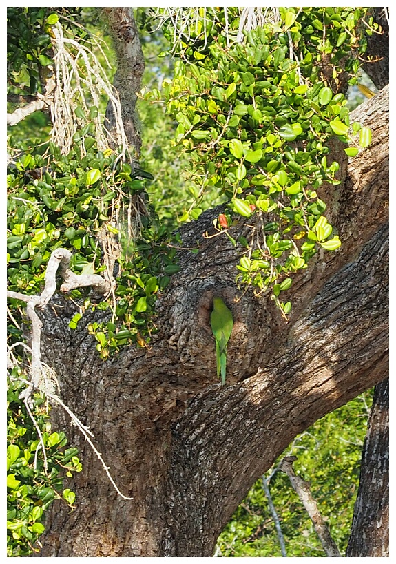 Parakeet