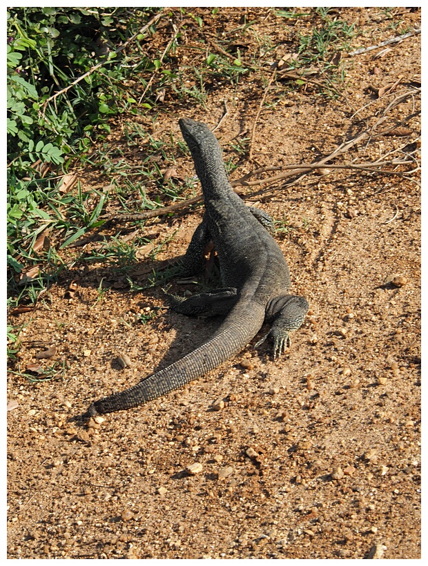 Monitor Lizard