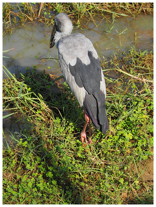 Openbill Stork