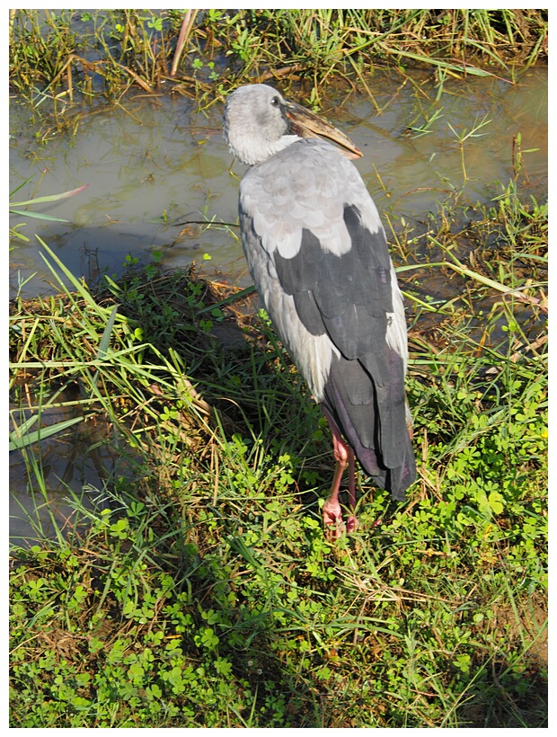 Asian Openbill