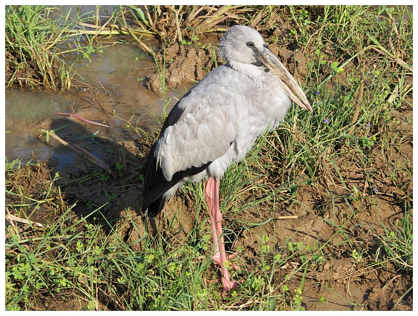 Openbill Stork