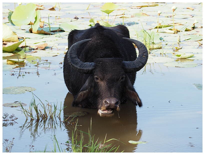 Water Buffalo